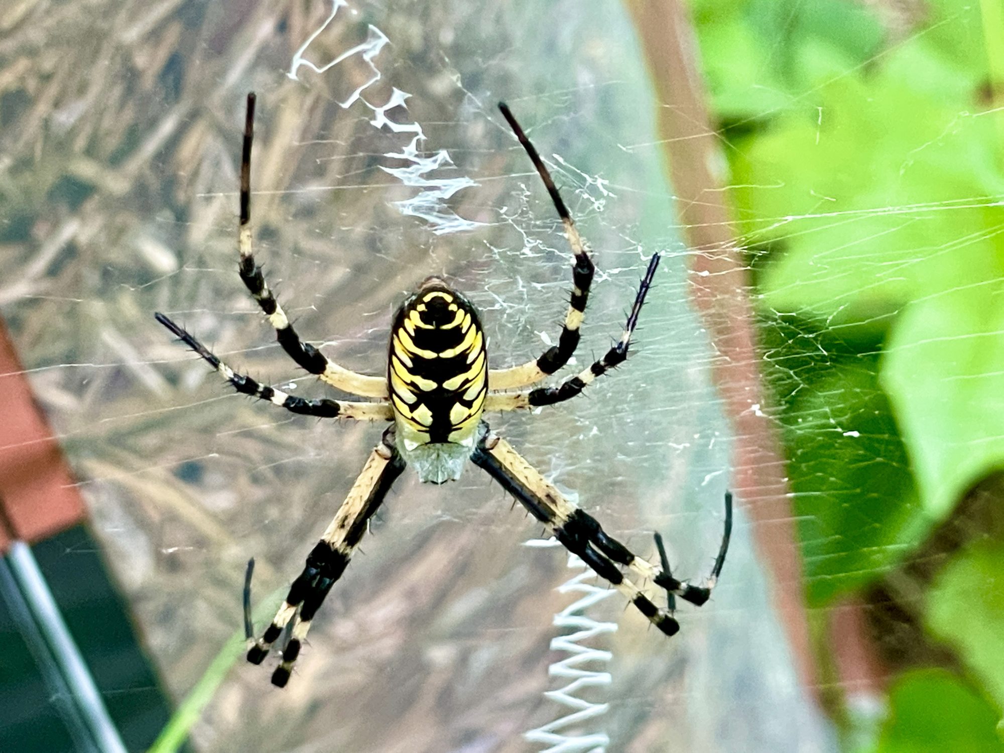 The Joro spider invades eastern US: How the insects are parachuting in